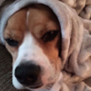 Meet your Posher, Ava